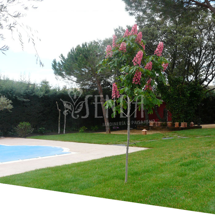 Jardineria chalet Villanueva